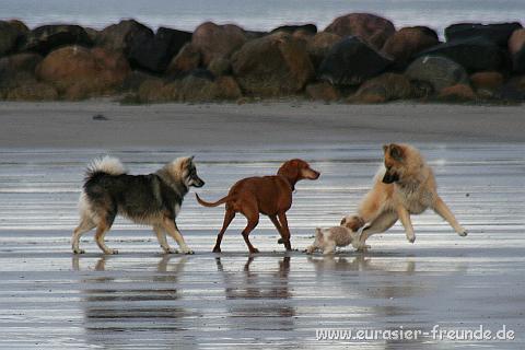 (Foto Goslar)_daenemark_2010_IMG_9885_Blavand_Strand.jpg